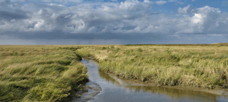 Saltmarsh in Germany